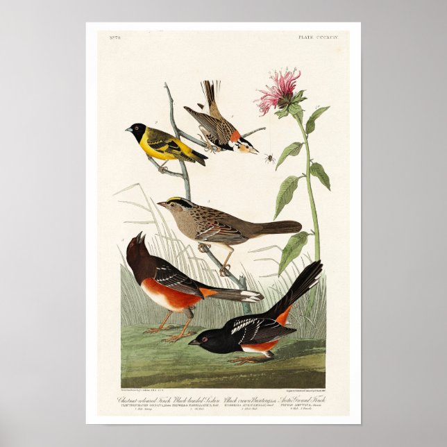 Finch, Siskin, Bunting by Audubon Poster (Framsidan)