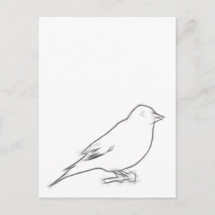 Finch Sketch Vykort