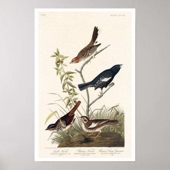 Finch, Sparrow by Audubon Poster (Framsidan)