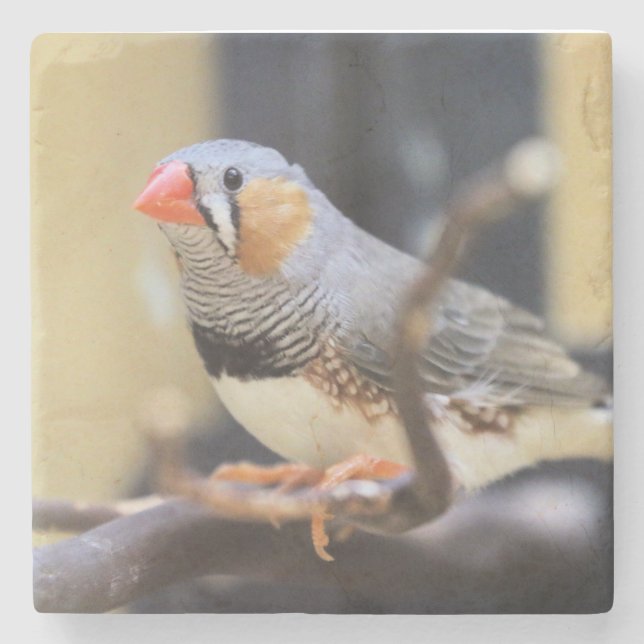 Finch Stenunderlägg (Framsidan)