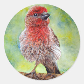 Finch Stickers Runt Klistermärke
