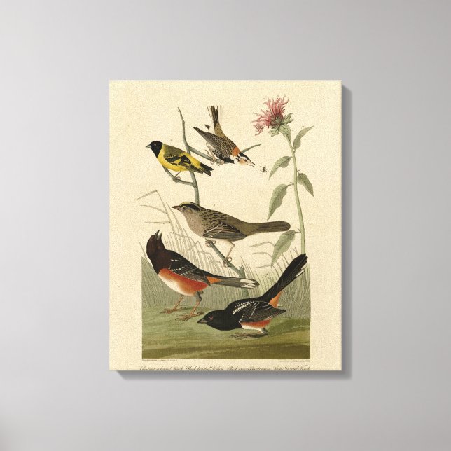Finch, Towhe, Sparrow, Audubon's Birds of America Canvastryck (Framsida)