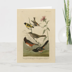 Finch, Towhe, Sparrow, Audubon's Birds of America Kort