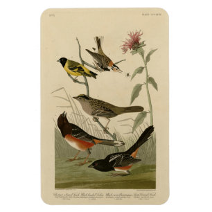 Finch, Towhe, Sparrow, Audubon's Birds of America Magnet