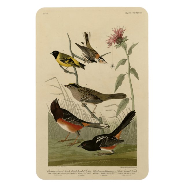 Finch, Towhe, Sparrow, Audubon's Birds of America Magnet (Vertikal)