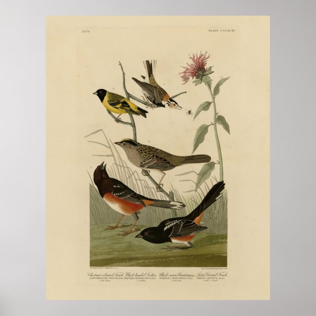 Finch, Towhe, Sparrow, Audubon's Birds of America Poster (Framsidan)