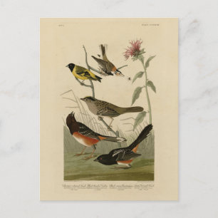 Finch, Towhe, Sparrow, Audubon's Birds of America Vykort