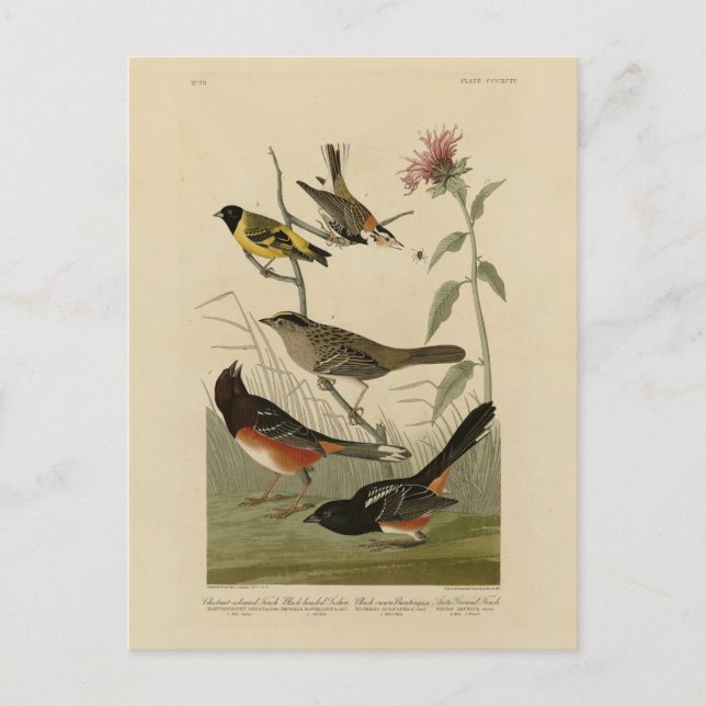 Finch, Towhe, Sparrow, Audubon's Birds of America Vykort (Framsida)