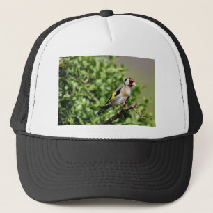 FInch Truckerkeps