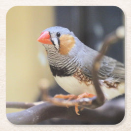 Finch Underlägg Papper Kvadrat