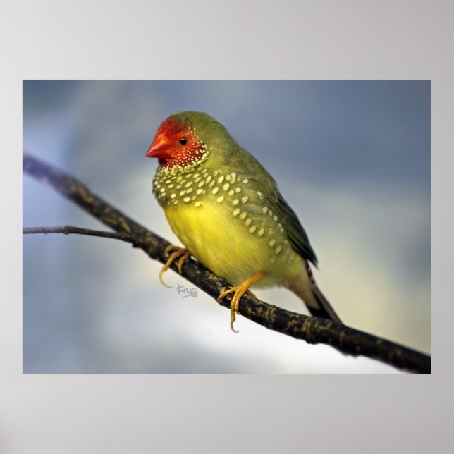 Finch-utskrift för stjärna poster (Framsidan)