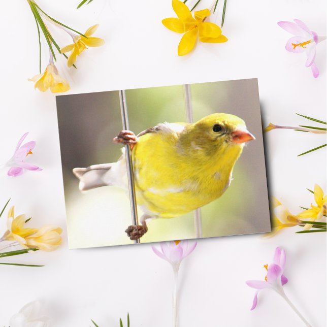 Finch-växling vid matarvykort för guld vykort (Skapare uppladdad)