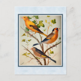 Finches och Linnet för vintage Vykort