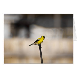 Finchkort för guld hälsningskort
