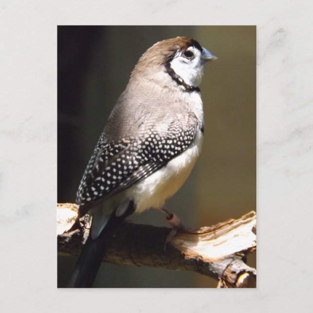 Finchkort för uggla Ansikte Vykort (Framsida)