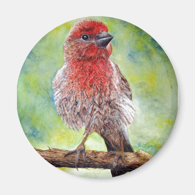 Finchy Magnet (Framsidan)