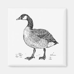 Fine Art Canadian Goose Nature Teckning Magnet