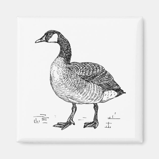 Fine Art Canadian Goose Nature Teckning Magnet (Framsidan)