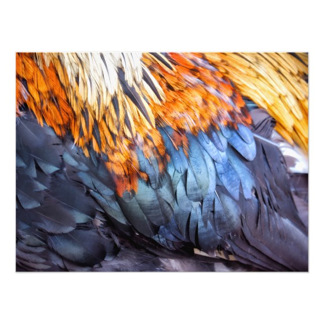 Fine Art Feather Fototryck (Framsidan)