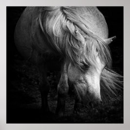 Fine Art Pony Head och Mane print Poster