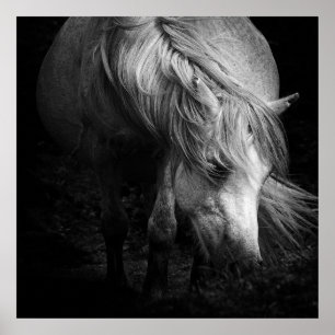 Fine Art Pony Head och Mane print Poster