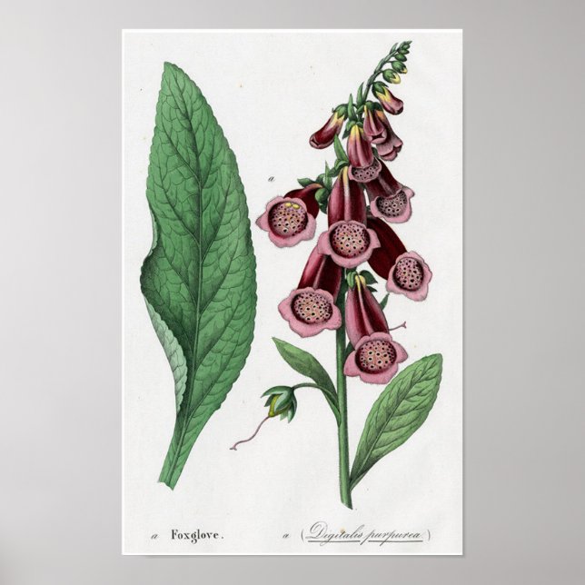 Fingerborgsblomma Poster (Framsidan)