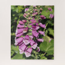 Fingerborgsblomma