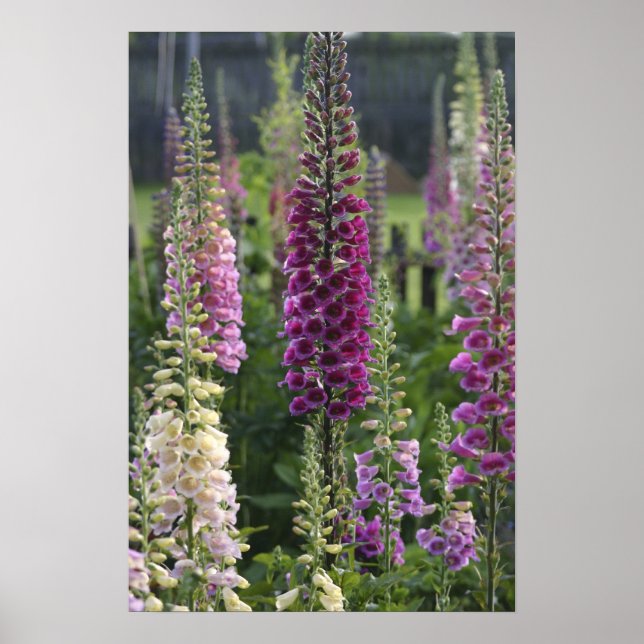 Fingerborgsblommor ... affisch (Framsidan)