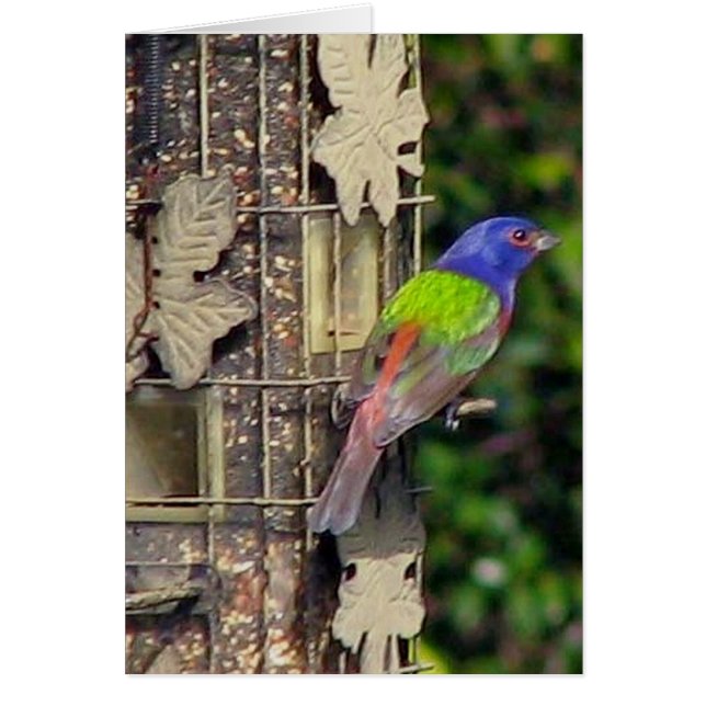 fink-1-feb5-06 hälsningskort (Framsidan)