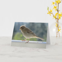 Fink i Sol på morgonen. Kort