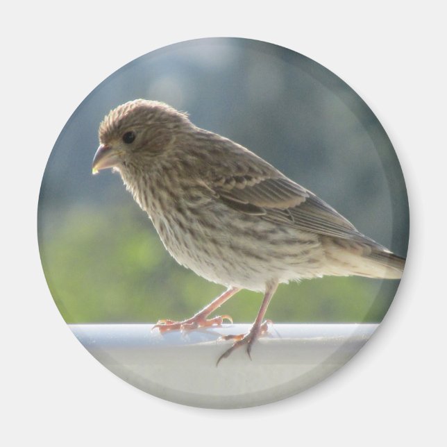 Fink i Sol på morgonen. Magnet (Framsidan)