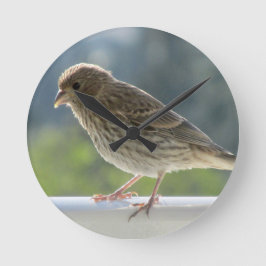 Fink i Sol på morgonen. Rund Klocka