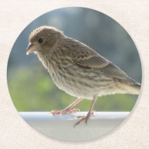 Fink i Sol på morgonen.