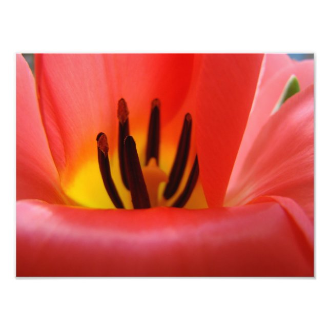 Finkonstfotografering konsttryck Röd Tulpan Blomma Fototryck (Framsidan)