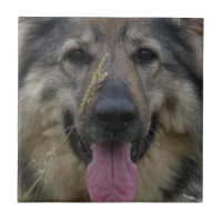 Finlandssvenska Lapphund belägger med tegel