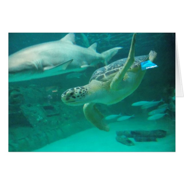 Finna din söta fläck OBS kort (Framsidan Horizontal)