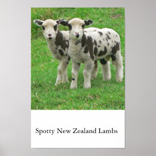 Finniga NZ-Lambs Poster