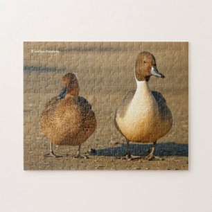Finny American/Northern Pintail Anka Gothic Pussel