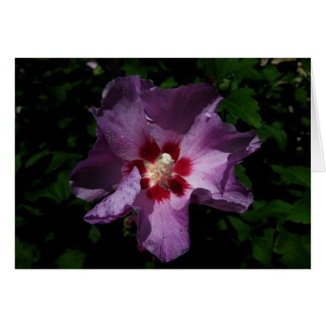 Finsk-Hyvää Syntymäpäivää-lila-blomman Hälsningskort (Framsidan Horizontal)