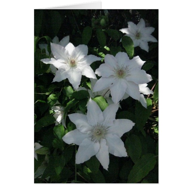 Finsk-Hyvää Syntymäpäivää-vit blomma Hälsningskort (Framsidan)