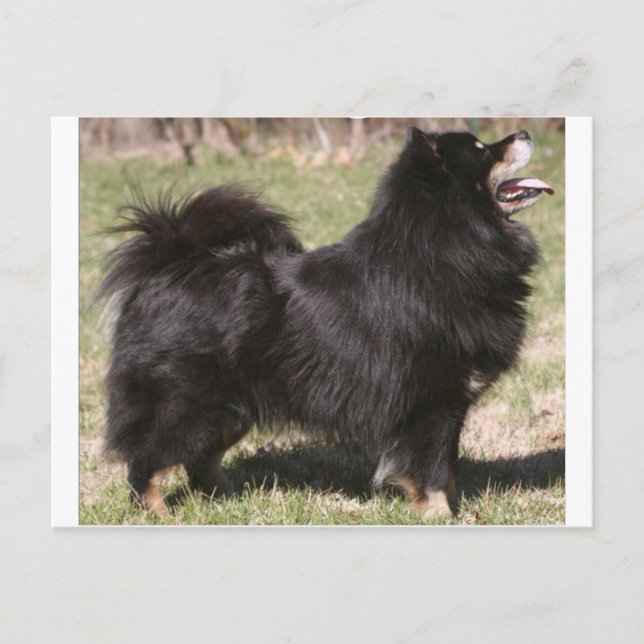 finsk lapphund full vykort (Framsida)