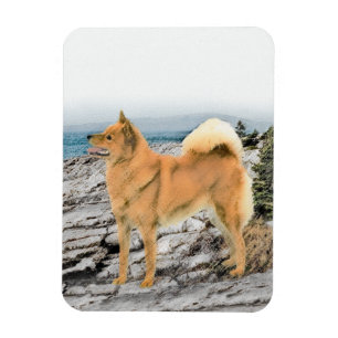 Finsk spitz vid Seashormålning - Hund Art Magnet