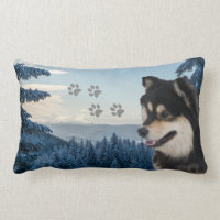 Finska Lapphund Roni