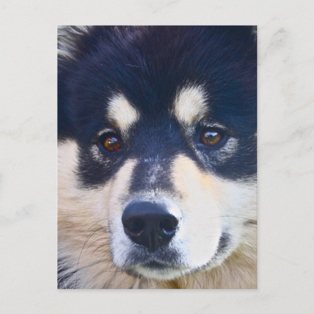 Finskt vykort för lapphund (Framsida)