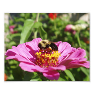 Fint Bee Photo Print Fototryck