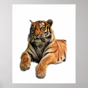Fint Bengal Tiger Ansikte & Tass Photo Poster