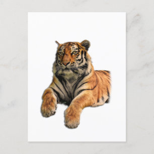Fint Bengal Tiger Ansikte & Tass Photo Vykort