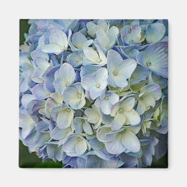 Fint Blue Hydrangea Flowers Photo Magnet