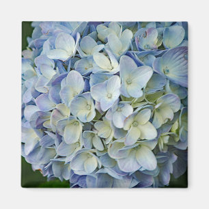 Fint Blue Hydrangea Flowers Photo Magnet