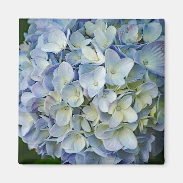 Fint Blue Hydrangea Flowers Photo Magnet (Framsidan)